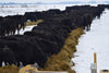 What Do Grass-Fed Cows Eat In The Winter? Part 2