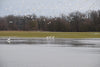 Trumpeter Swans at Wilderness Ranch