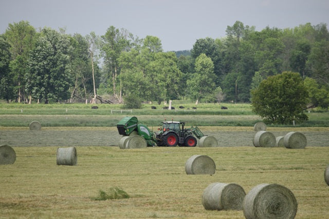 What Do Grass-Fed Cows Eat In The Winter? Part 1