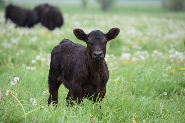 What are Fatty Acids, and why are they important? Article by Allen Williams Ph.D