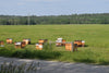 Ontario, Wildflower, Liquid Honey 500g, Unpasteurized