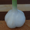 Garlic, Garden Produce - Wilderness Ranch, Ontario